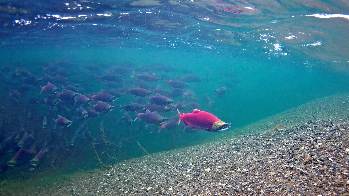 Sockeye salmon in Lake Illiamna, AK | Photo by Pat Clayton