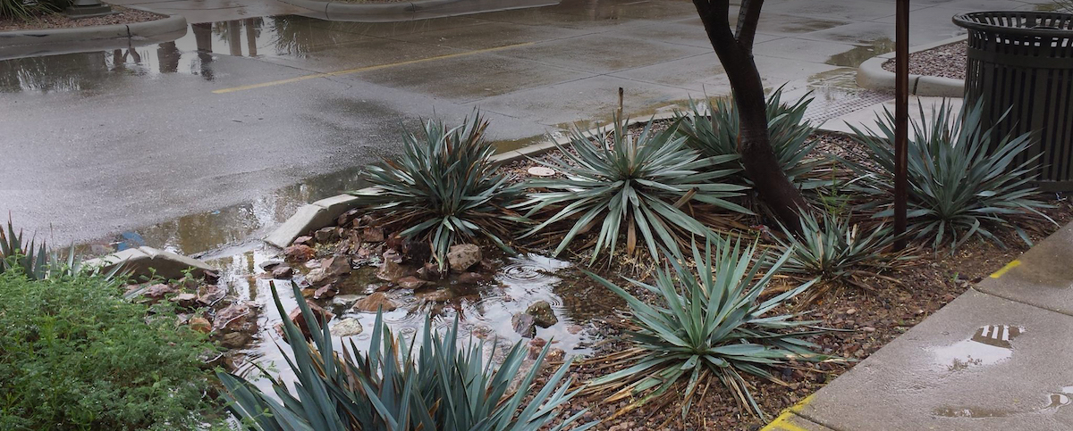 Green infrastructure in Tuscan, Arizona | Photo by Sinjin Eberle