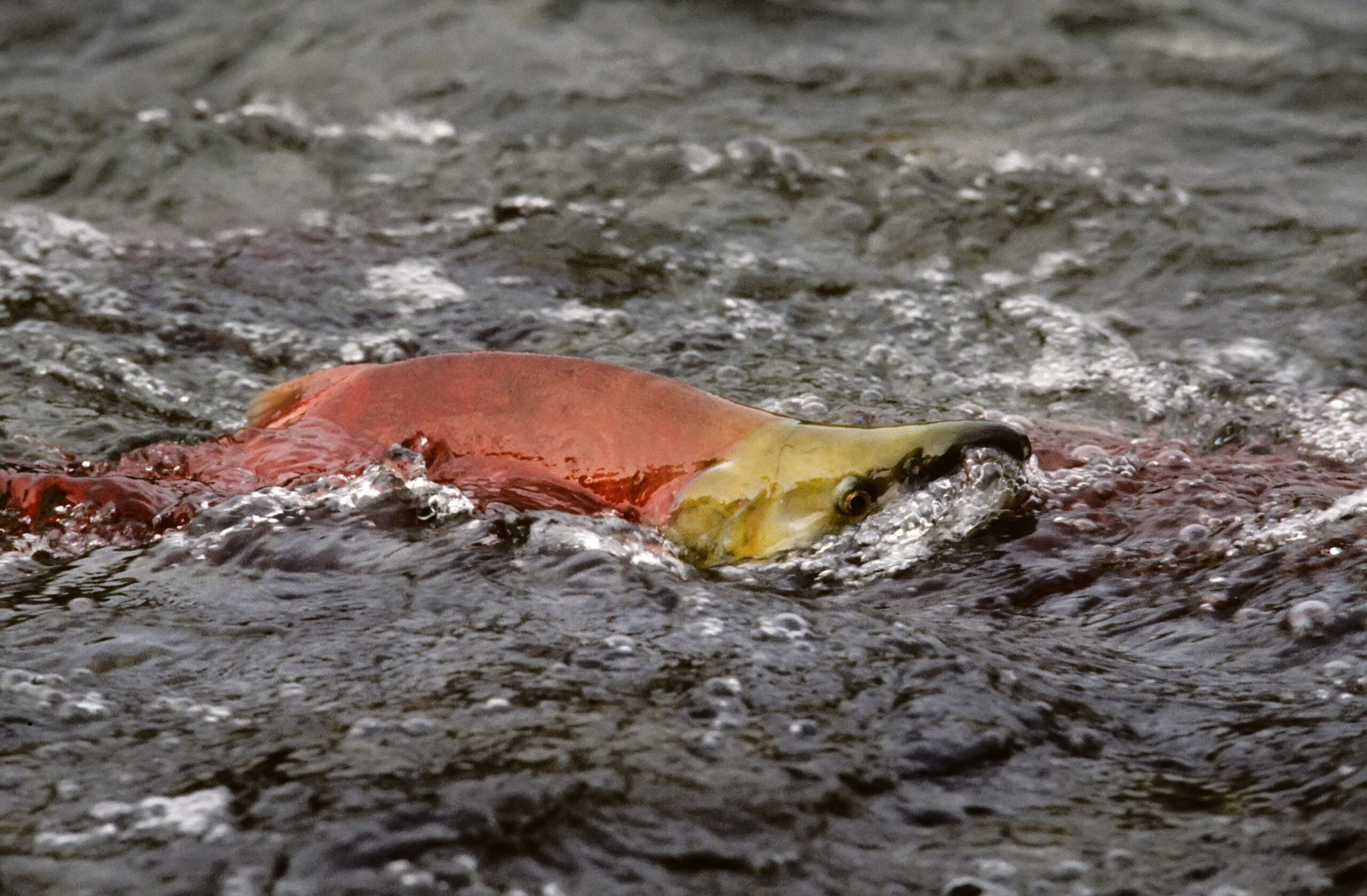 A spawning sockeye in the Pacific Northwest. Photo: Natalie Fobes