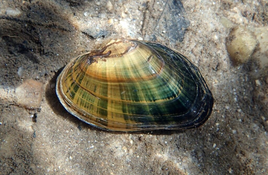 Brook Floater Mussel | Photo by Michael Perkins