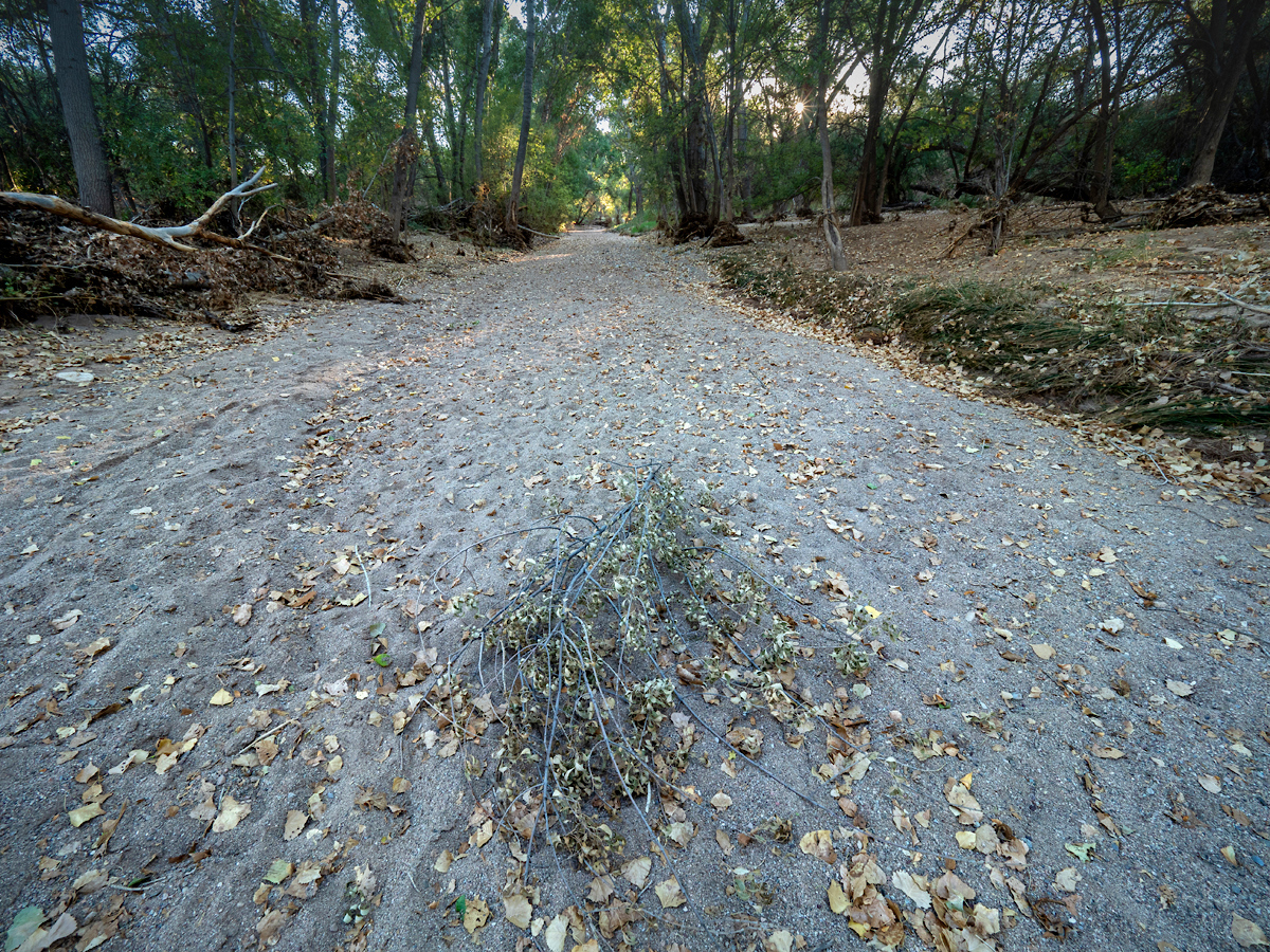 The dry creek bed of Cienega Creek in the Cienega Creek Natural Preserve, Pima County, Arizona | Photo by Colleen Miniuk