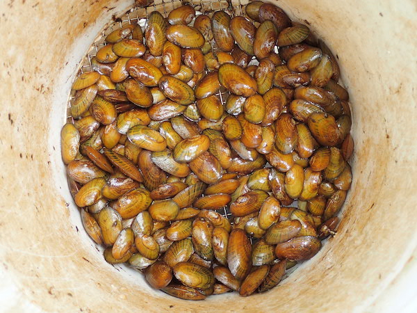 Cultured rainbow mussels almost ready for introduction into the Little Tennessee River. Photo by Michael Perkins