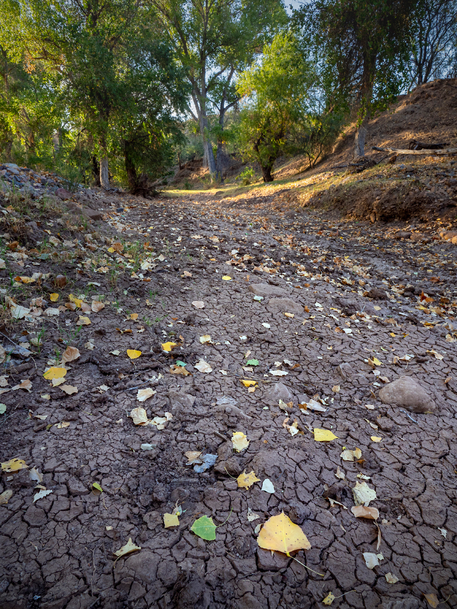 The dry Sonoita Creek creekbed along the Blackhawk Trail in the Sonoita Creek State Natural Area, Pima County, Arizona | Photo by Colleen Miniuk