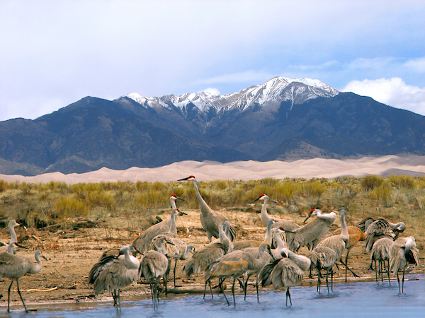 Sandhill Cranes, Dunes, Mt. Herard, Rio Grande River, CO Photo Credit: National Park Service