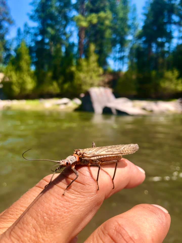 A stonefly lands on Tyrel Fenner’s fingers while he floats down the Blackfoot River