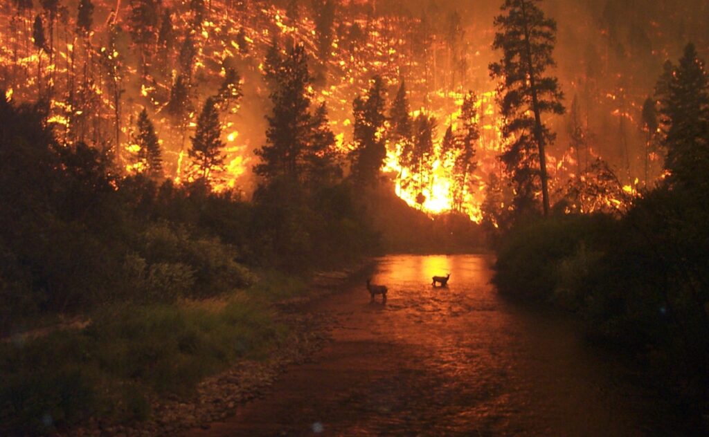 Oregon Wildfires, Summer 2020| Photo via Pxhere
