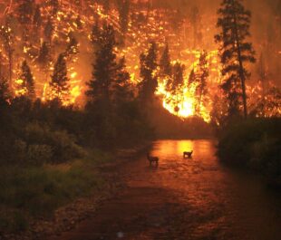 Oregon Wildfires | Summer 2020
