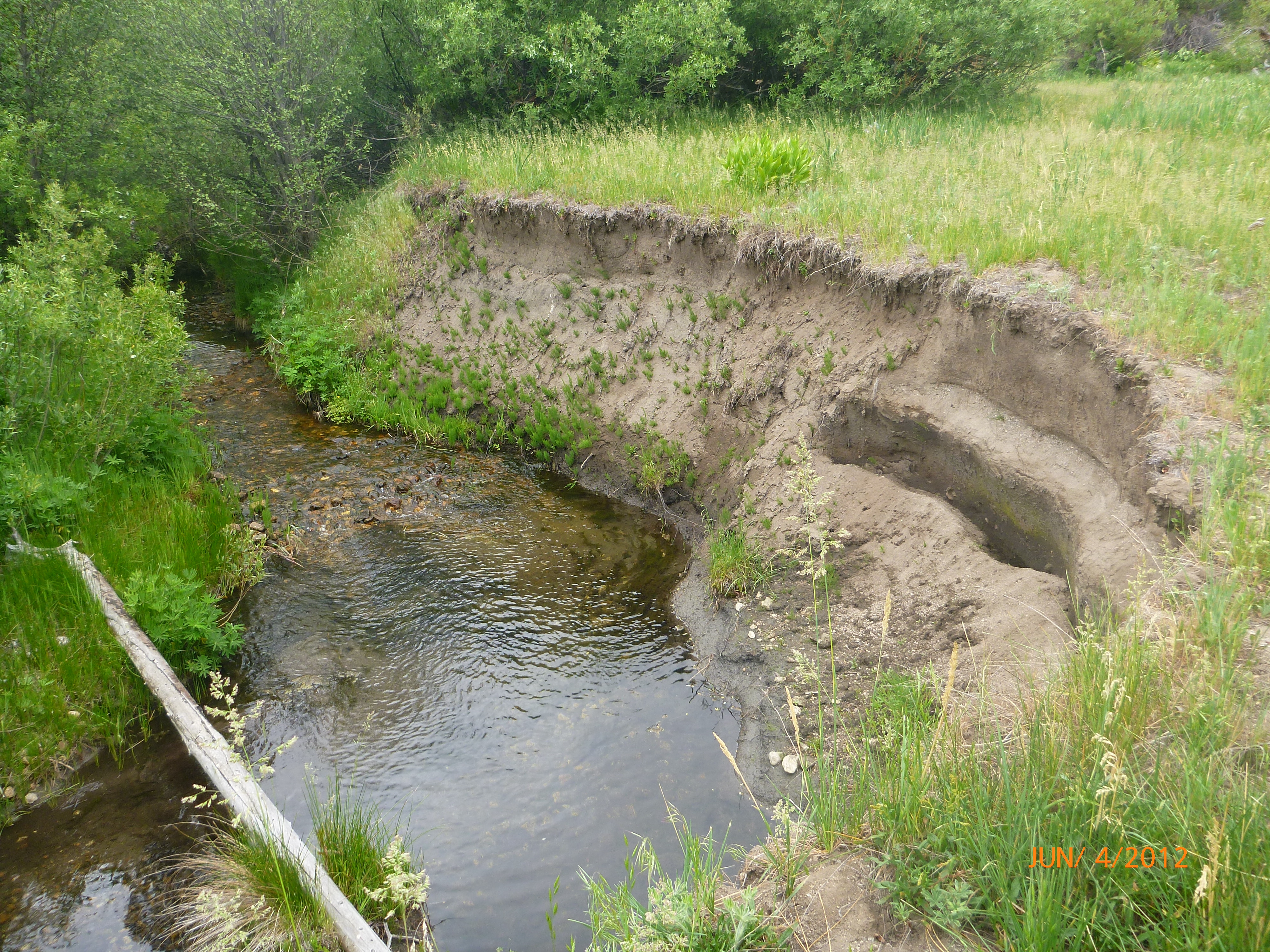 Ackerson Meadow | The significant incision photo shows a degraded bank on a stream in Ackerson Meadow
