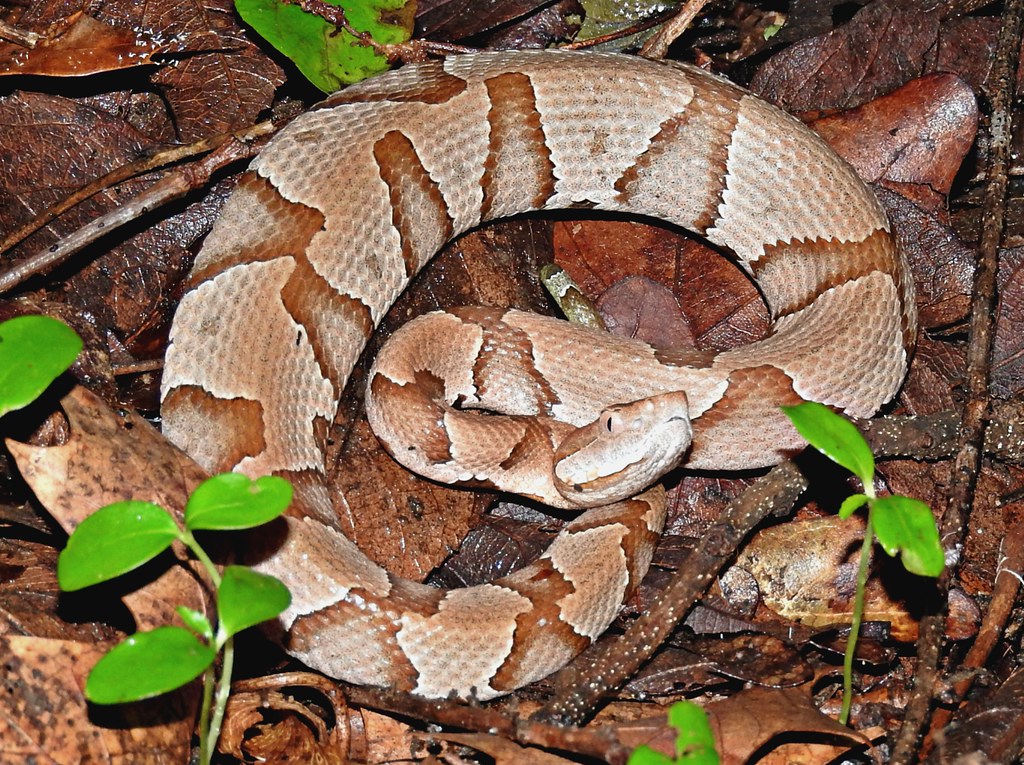 Copperhead Snake, also known as a Water Moccasin | Photo courtesy of Getty Images