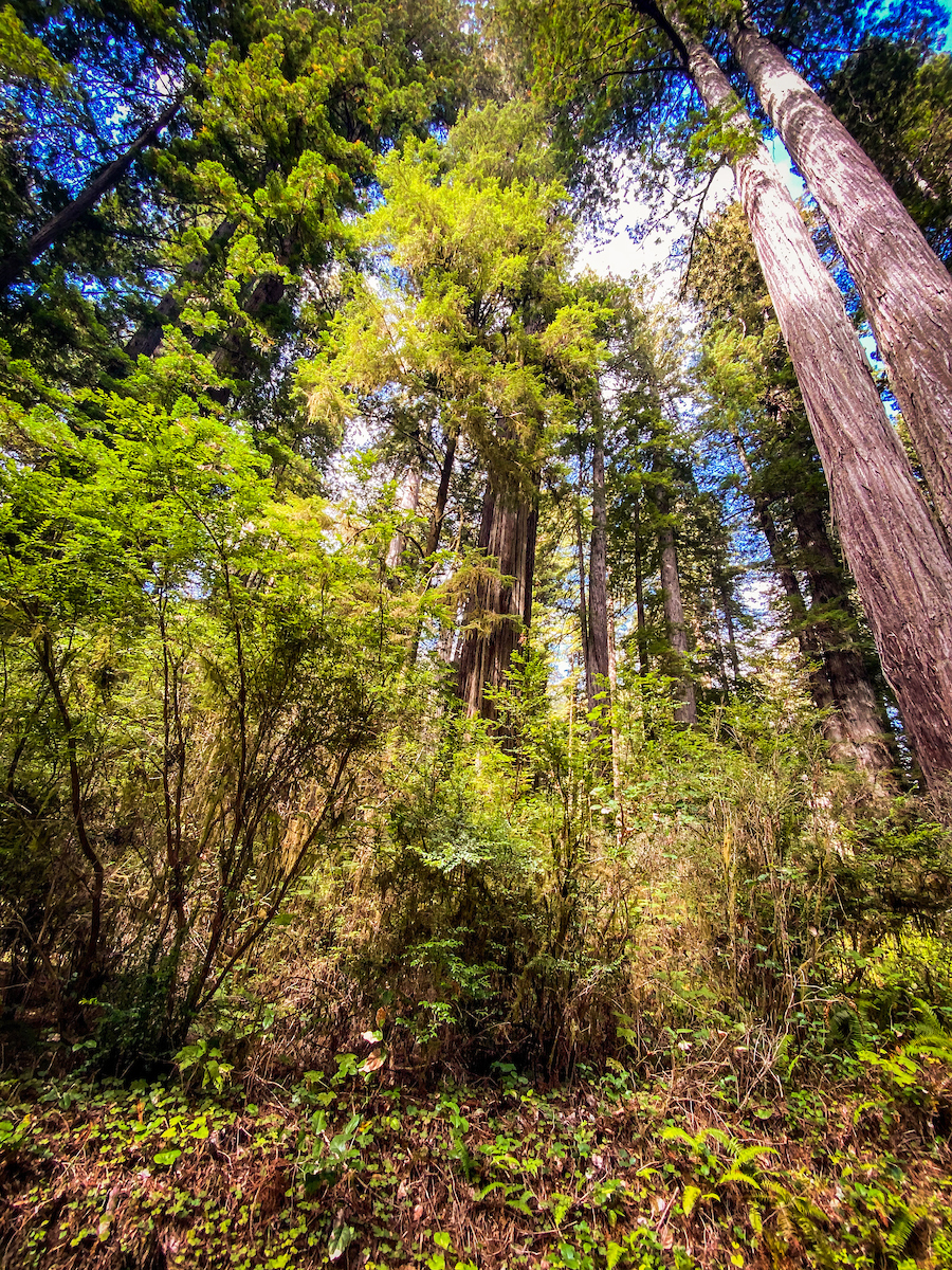 Prairie Creek, CA | Photo by Sinjin Eberle