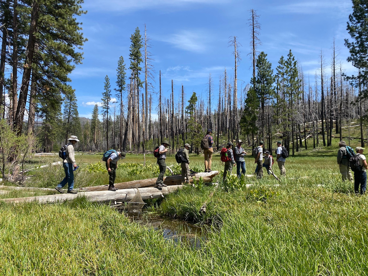 Sierra Meadows Partnership tour continues in South Ackerson Meadow, an area more impacted by the Rim Fire | Photo by Madeleine Bule