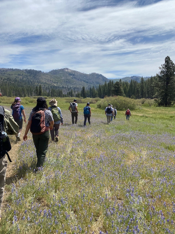 Ackerson meadow blooming with lupin as tour members continue through the site visit | Photo by Madeleine Bule