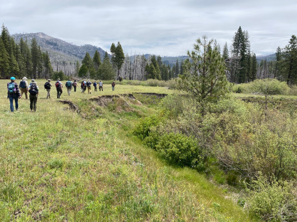 Sierra Meadows Partnership members explore Ackerson gully which is 15 feet deep, 100 feet wide, and 3 miles long, one of the main restoration activities is to fill this channel | Photo by Madeleine Bule