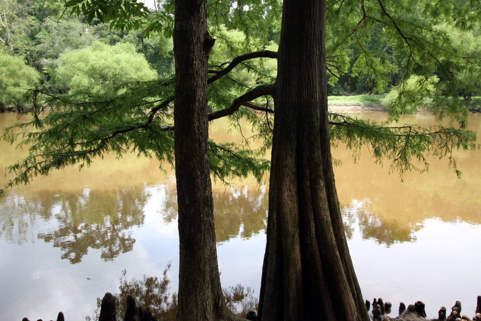 Neuse River 2022 River of the Year American Rivers
