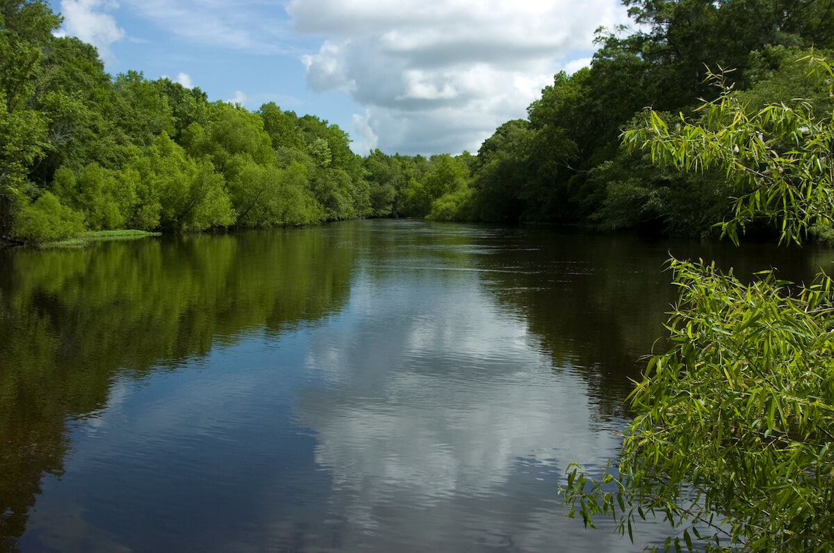 Edisto Summer Vista | Edisto River, South Carolina | Photographer LarryPrice