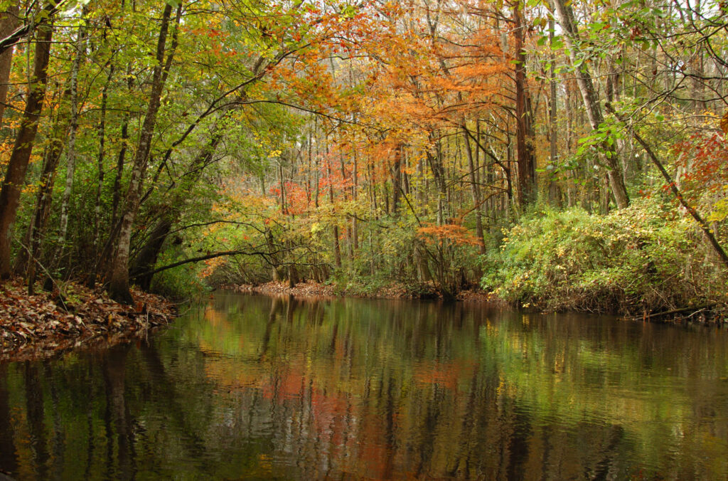 Edisto River during the Fall | Edisto River, South Carolina | Photo by Larry Price