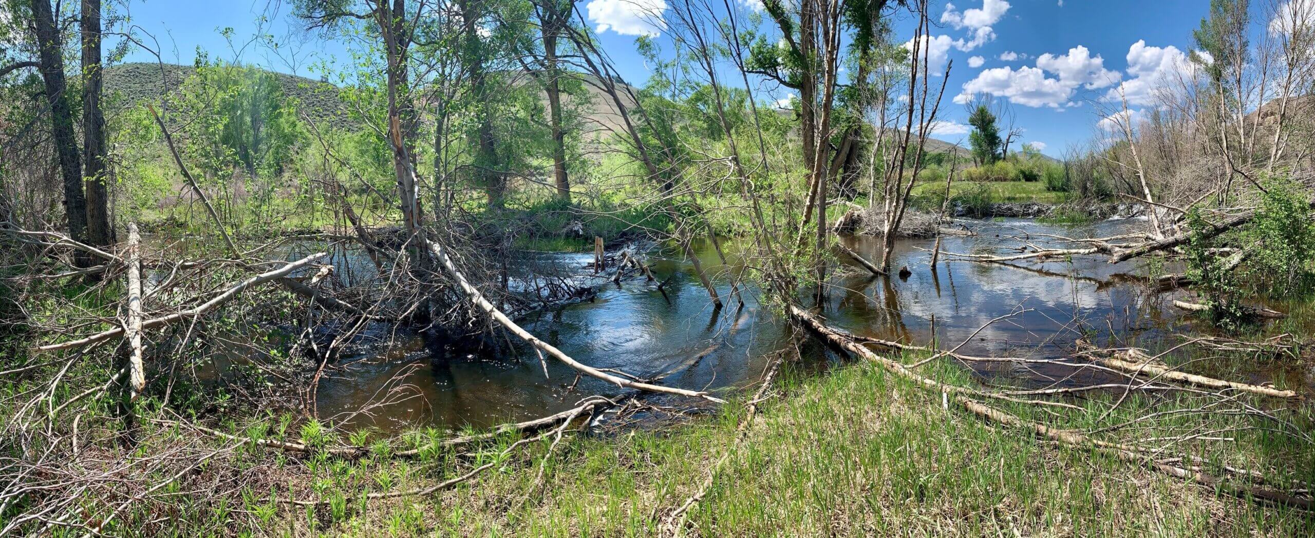 LTPBR project on  Beaver Creek, Gunnison County, CO