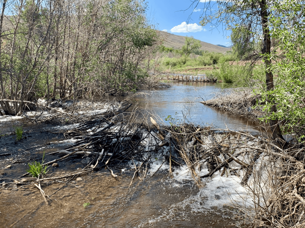 Beavers added to a LTPBR structure installed on Beaver Creek, Gunnison County, CO