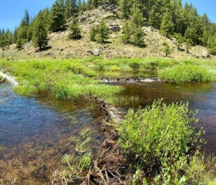 Trail Creek, Gunnison County, CO | Photo by Jackie Corday