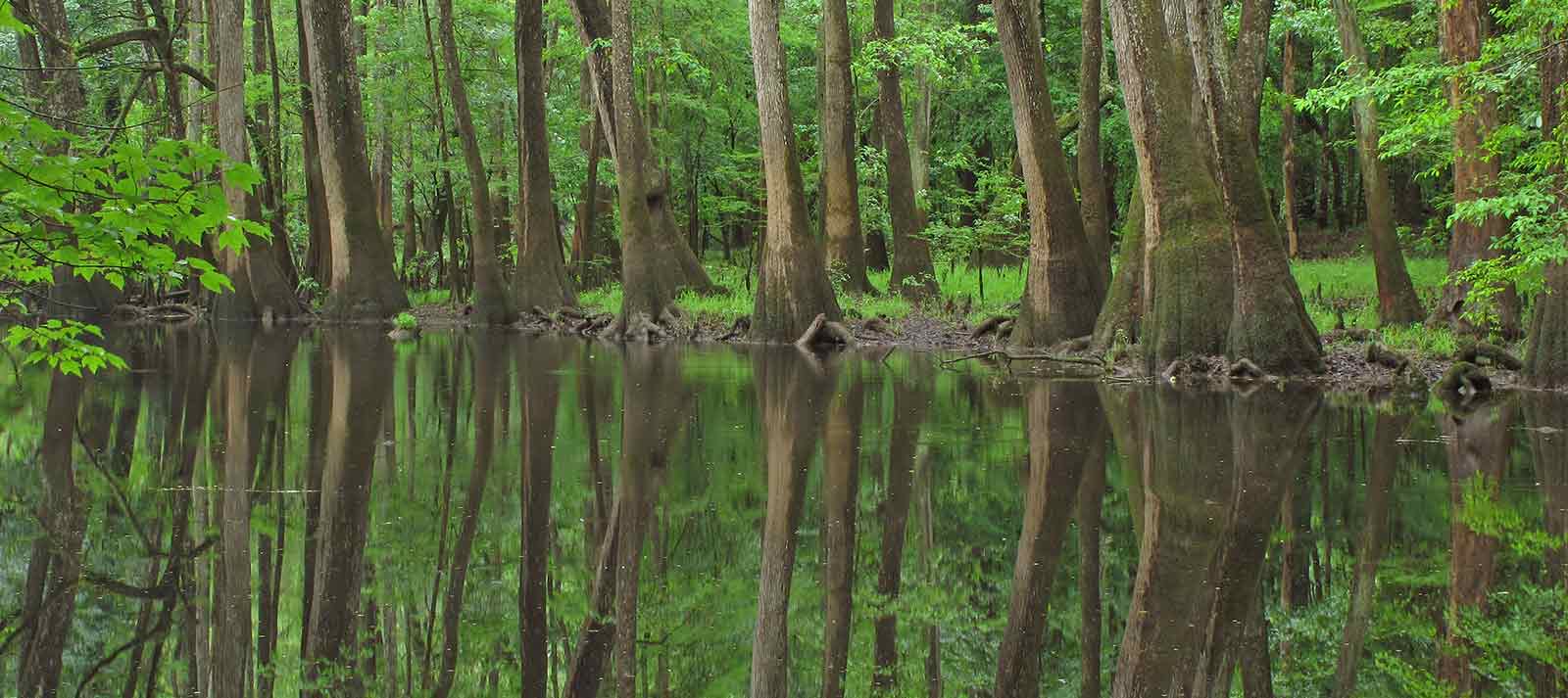 Congaree River swampland