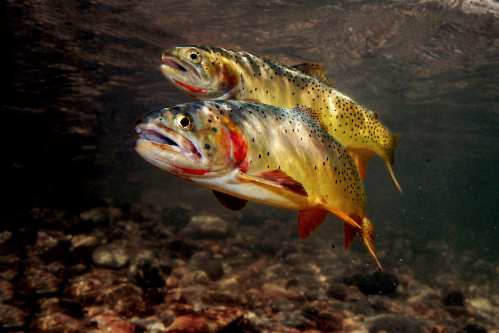 Cut throat trout, Yellowstone River, Wyoming | Pat Clayton