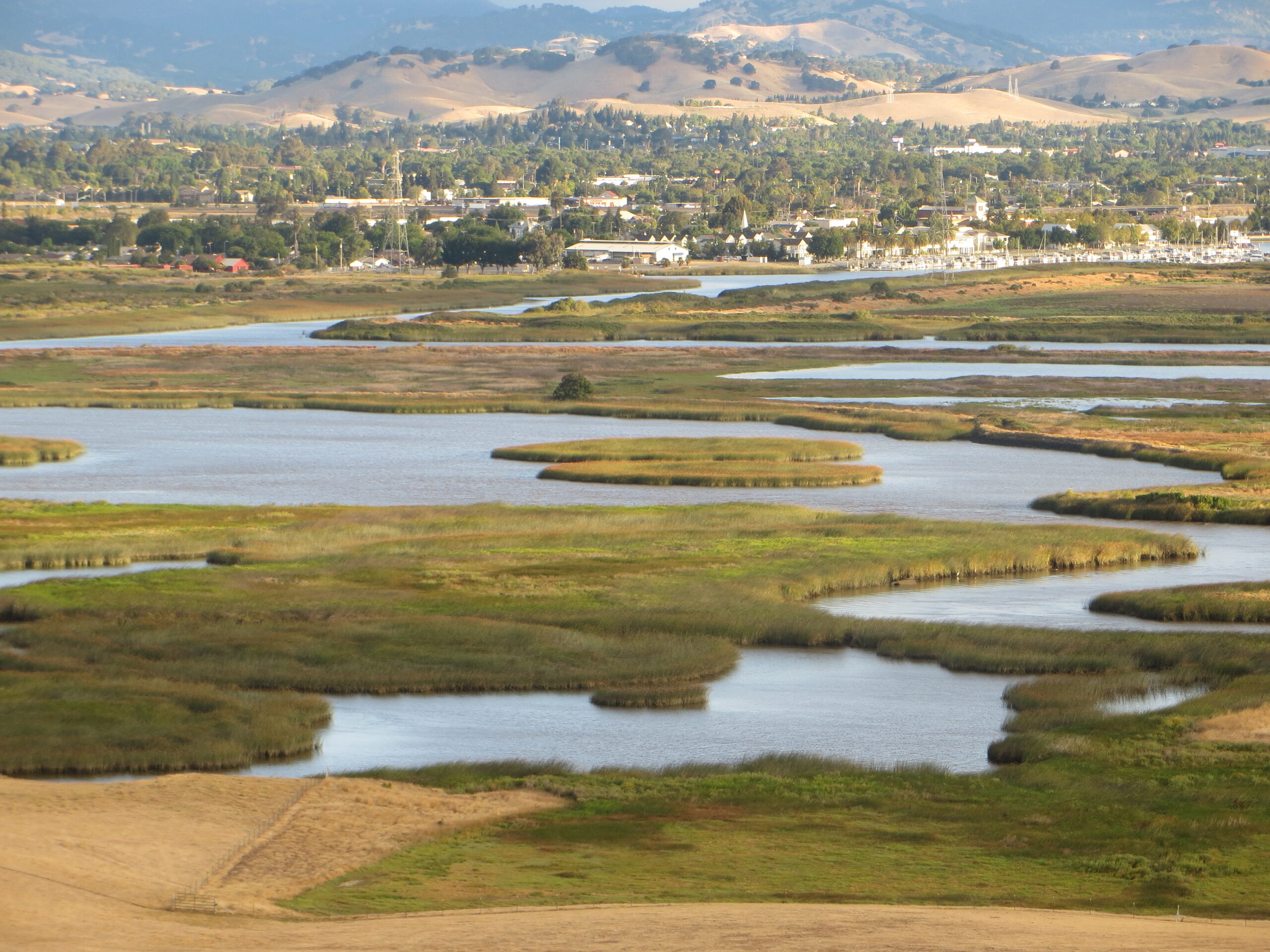 California Tidal Marsh | Photo by Peter Moyle, UC Davis