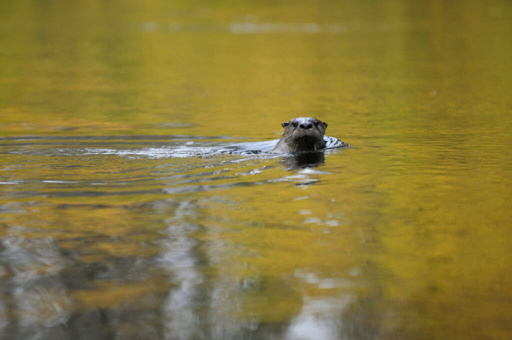 Otter on the South Fork of the Edisto River | Larry Price