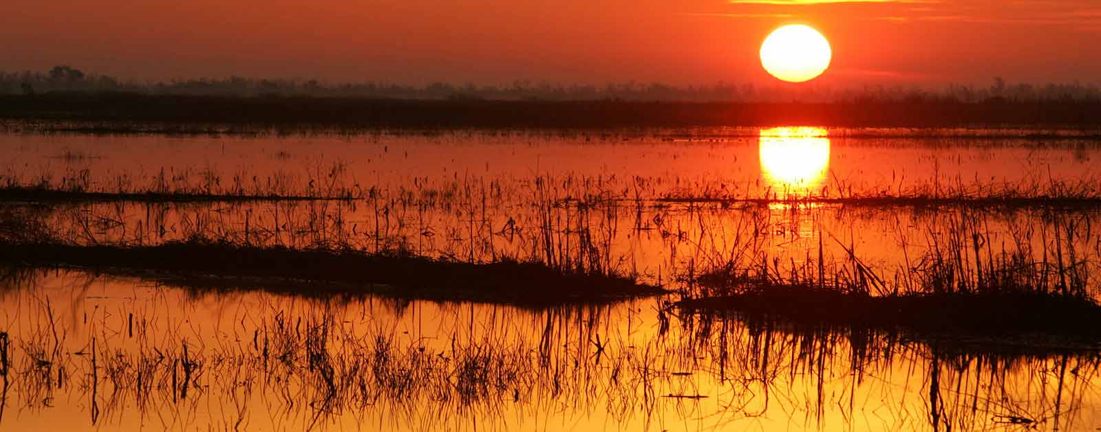 Sunrise over marsh