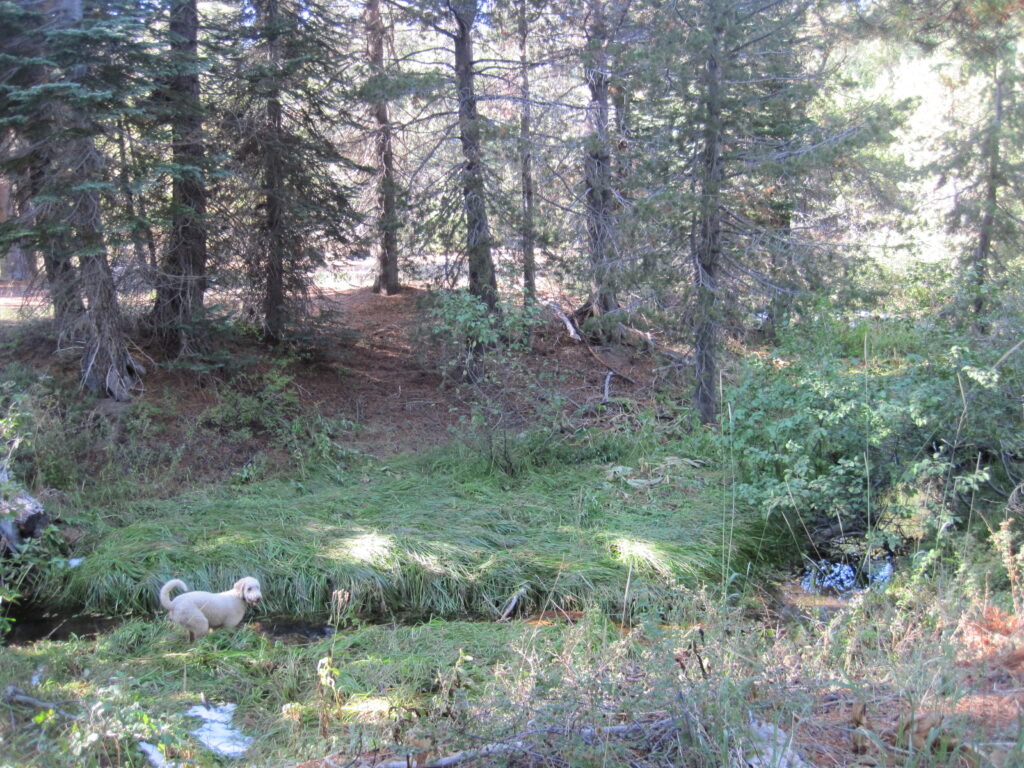 Calf Pasture Before | Photo by Maiya Greenwood