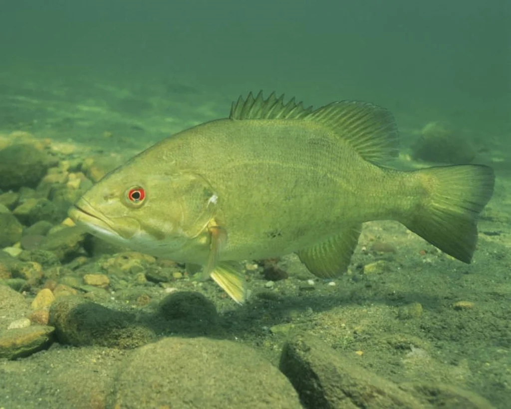 Small Mouth Bass | Photo by Eric Engbretson / USFWS