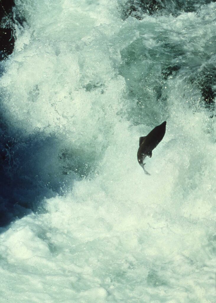 Salmon jumping out of river | Sinjin Eberle