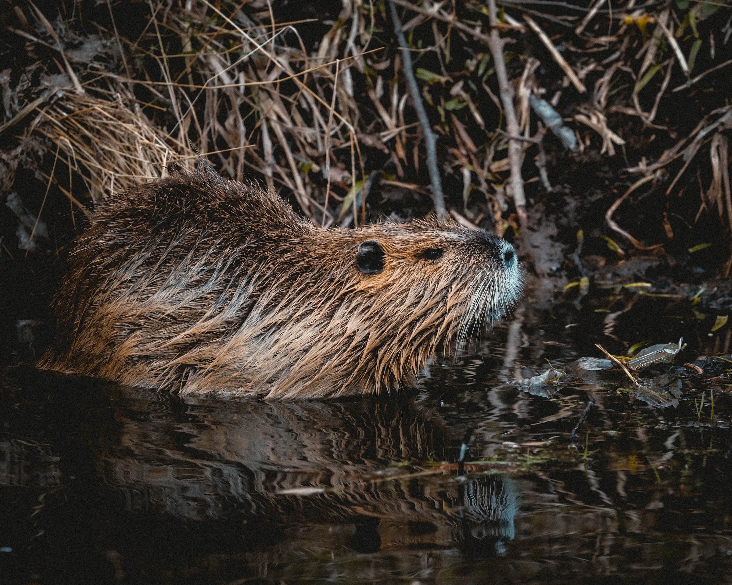 Beaver | Photo: Nicklas Hamann
