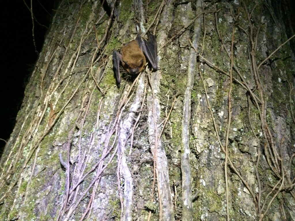 Pregnant female brown bat at Roanoke River National Wildlife Refuge | Photo: Andrea Shipley, NCWRC.