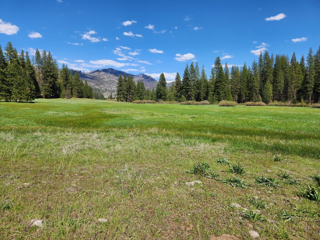 Ackerson Meadow | Matt Freitas