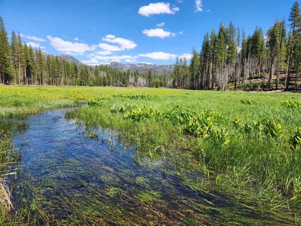 Ackerson Meadow in Yosemite National Park | Melissa Steller