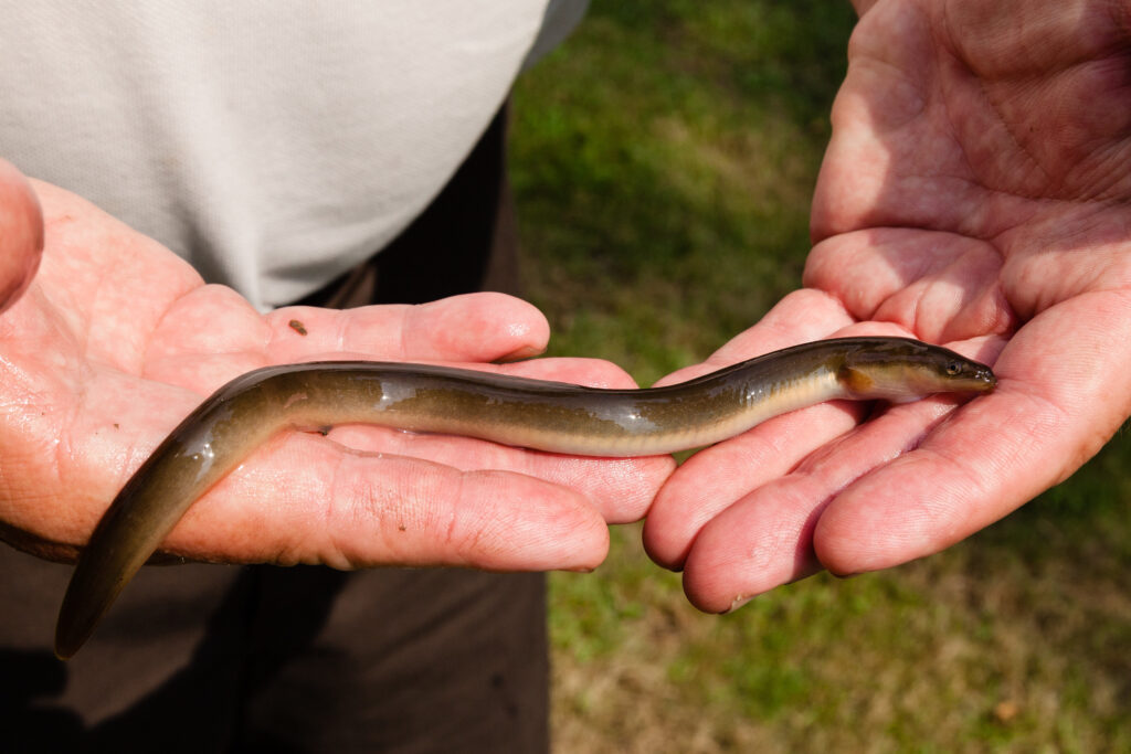 American Eel | Photo courtesy of Chesapeake Bay Program via Flickr