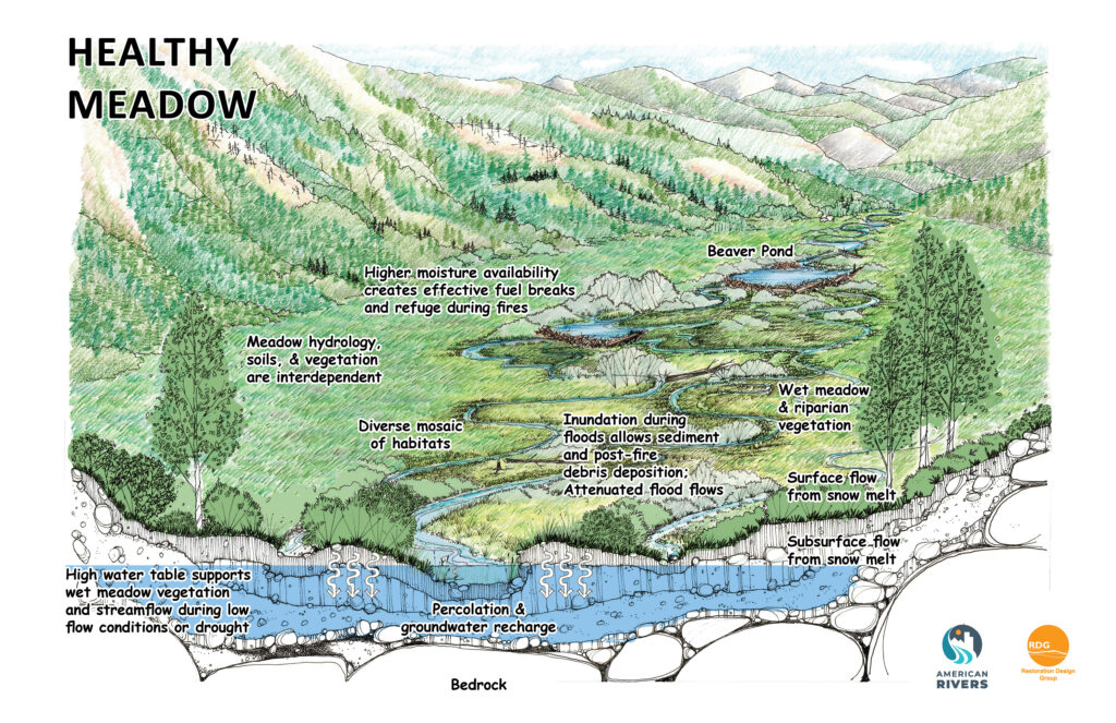 The benefits of a healthy meadow