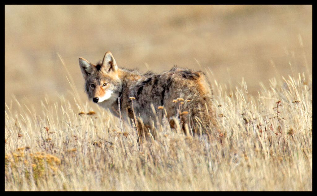 Coyote | Photo by Pat Clayton