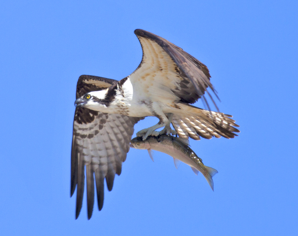 Osprey | Photo by Pat Clayton