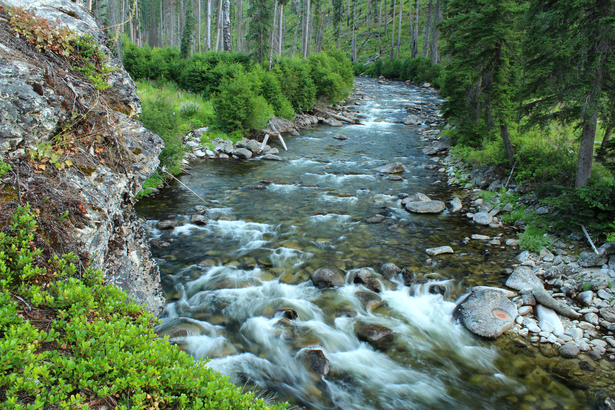 Colt Killed Creek, ID | Photo by Lisa Ronald