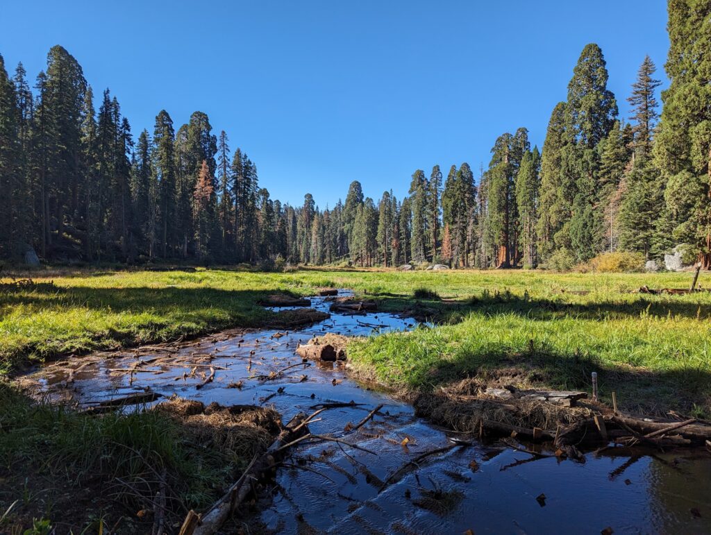 Post-restoration at Log Meadow in Sequoia National Park. | Photo by Maiya Greenwood