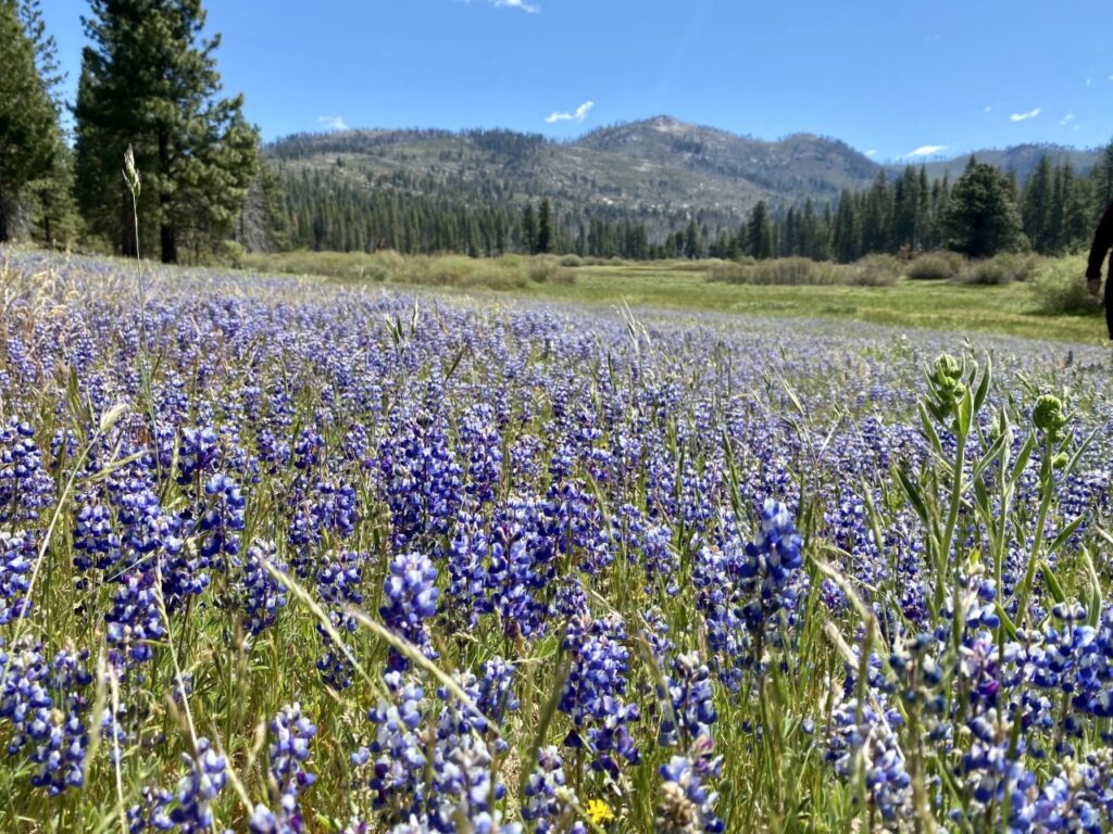 Lupine at Ackerson Meadow on the western edge of Yosemite National Park | Photo by Melissa Steller