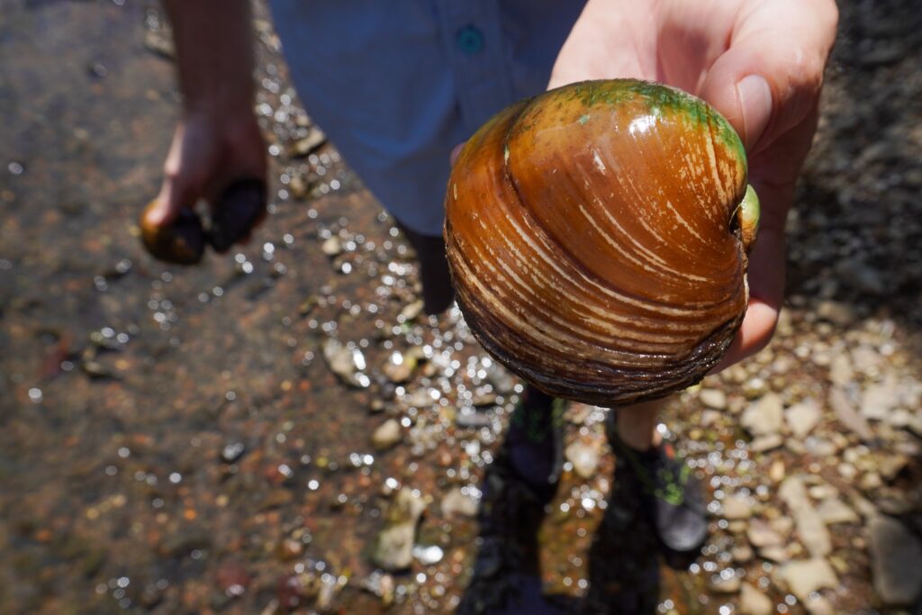 Freshwater mussel | Erin McCombs
