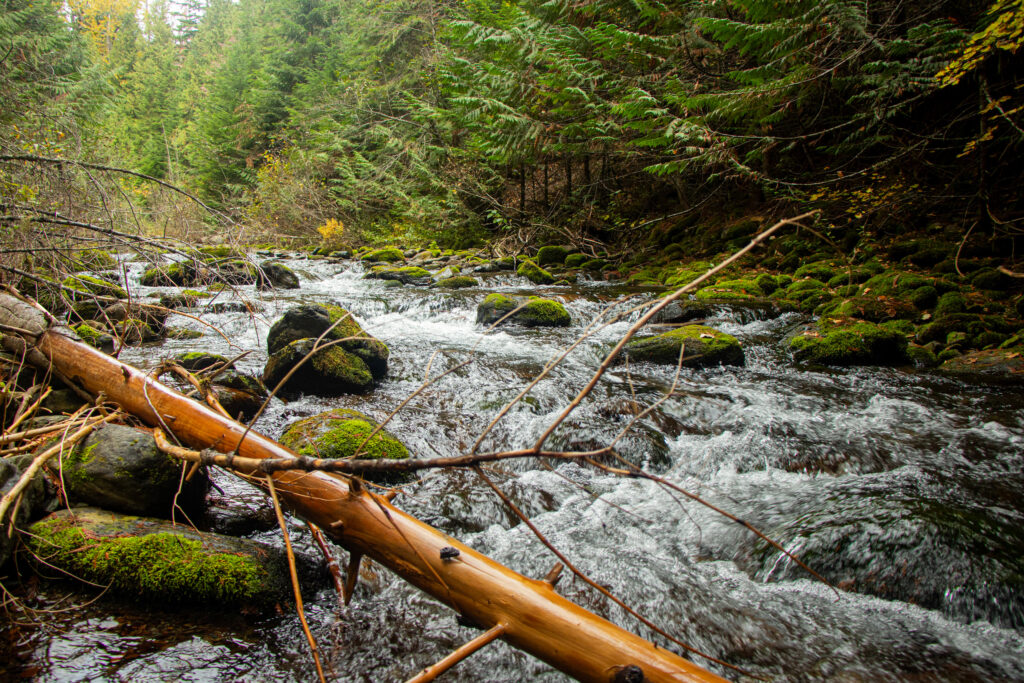 West Fork Thompson River | Jaydon Green