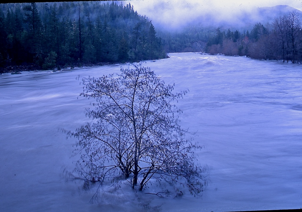 The Smith River of California floods its riparian forest.