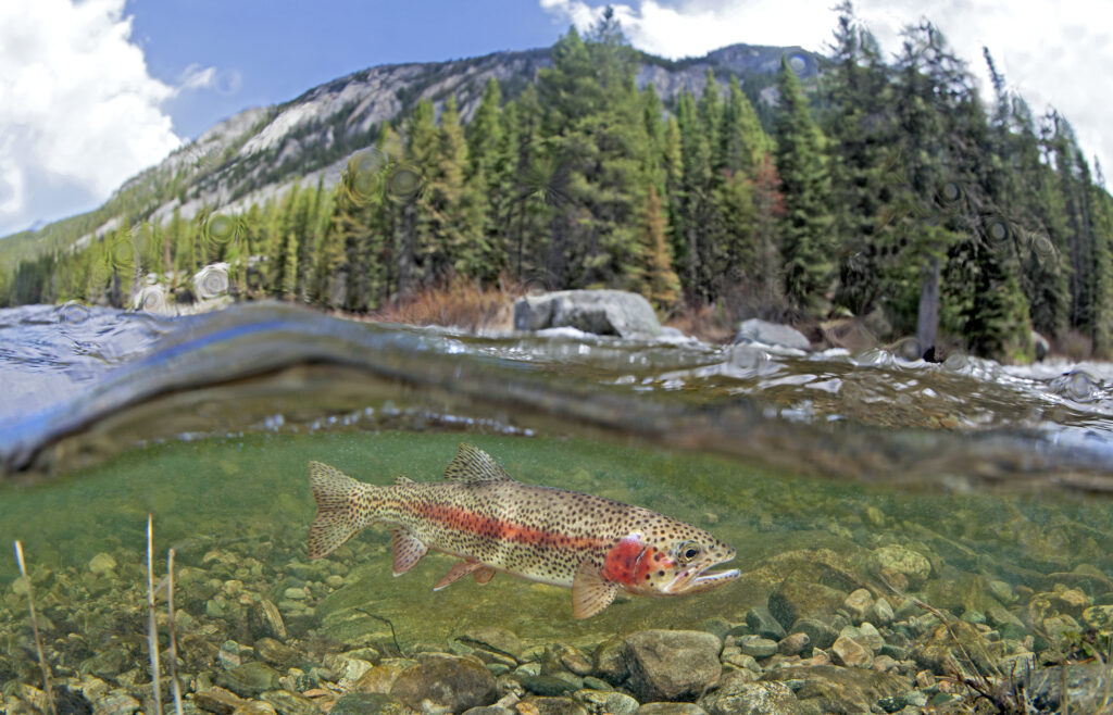 Rainbow trout in the Gallatin River, Montana | Pat Clayton