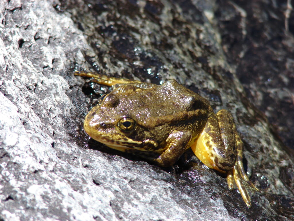 Yellow-Legged Frog | USFWS