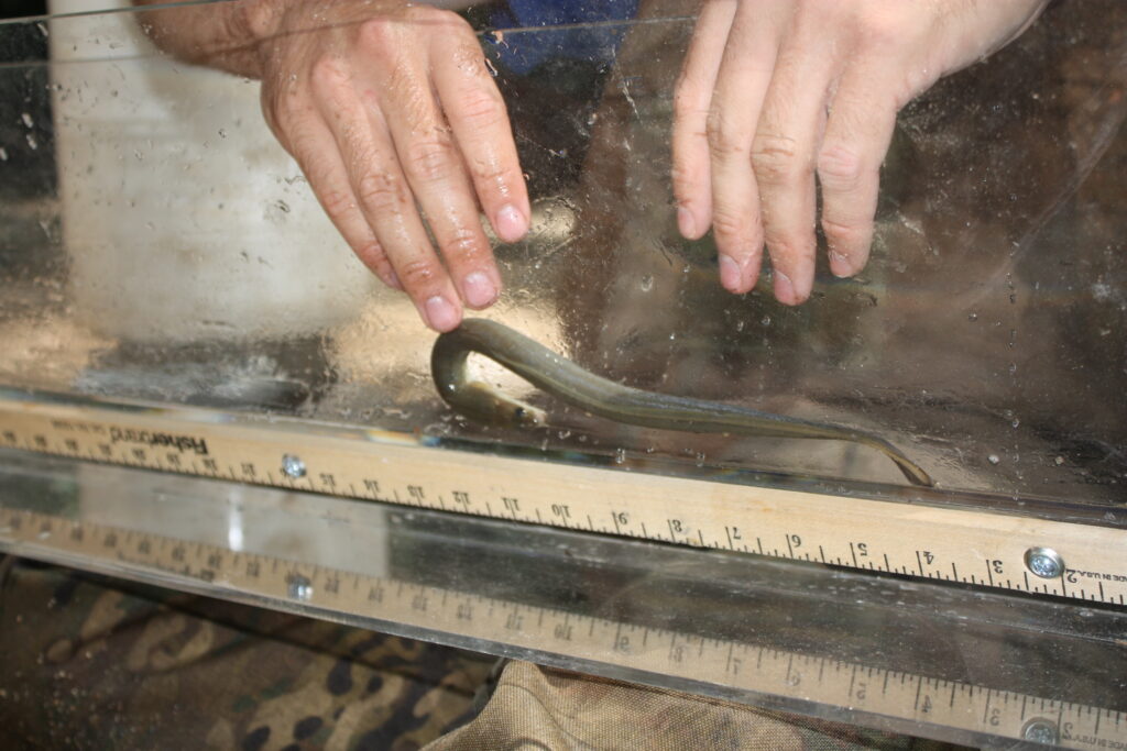 Measuring eels from Patapsco River, MD | Jessie Thomas-Blate