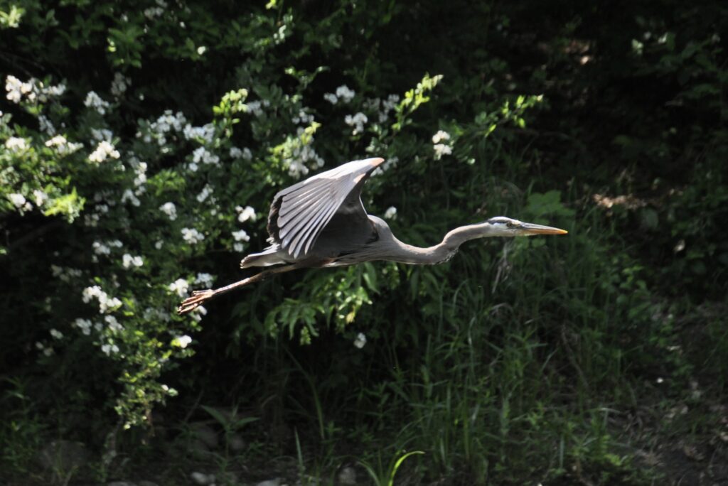 Farmington River, Connecticut | Vicki Hammer Rosenkrantz