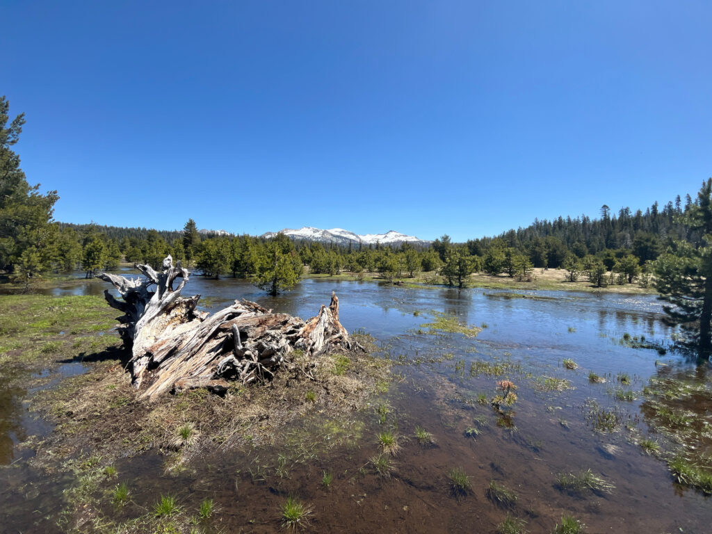 Restored Wilson Ranch Meadow, California | Allison Hacker